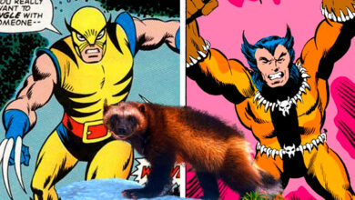 Melhores do Mundo - wolvie00